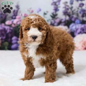 Beau, Miniature Poodle Puppy